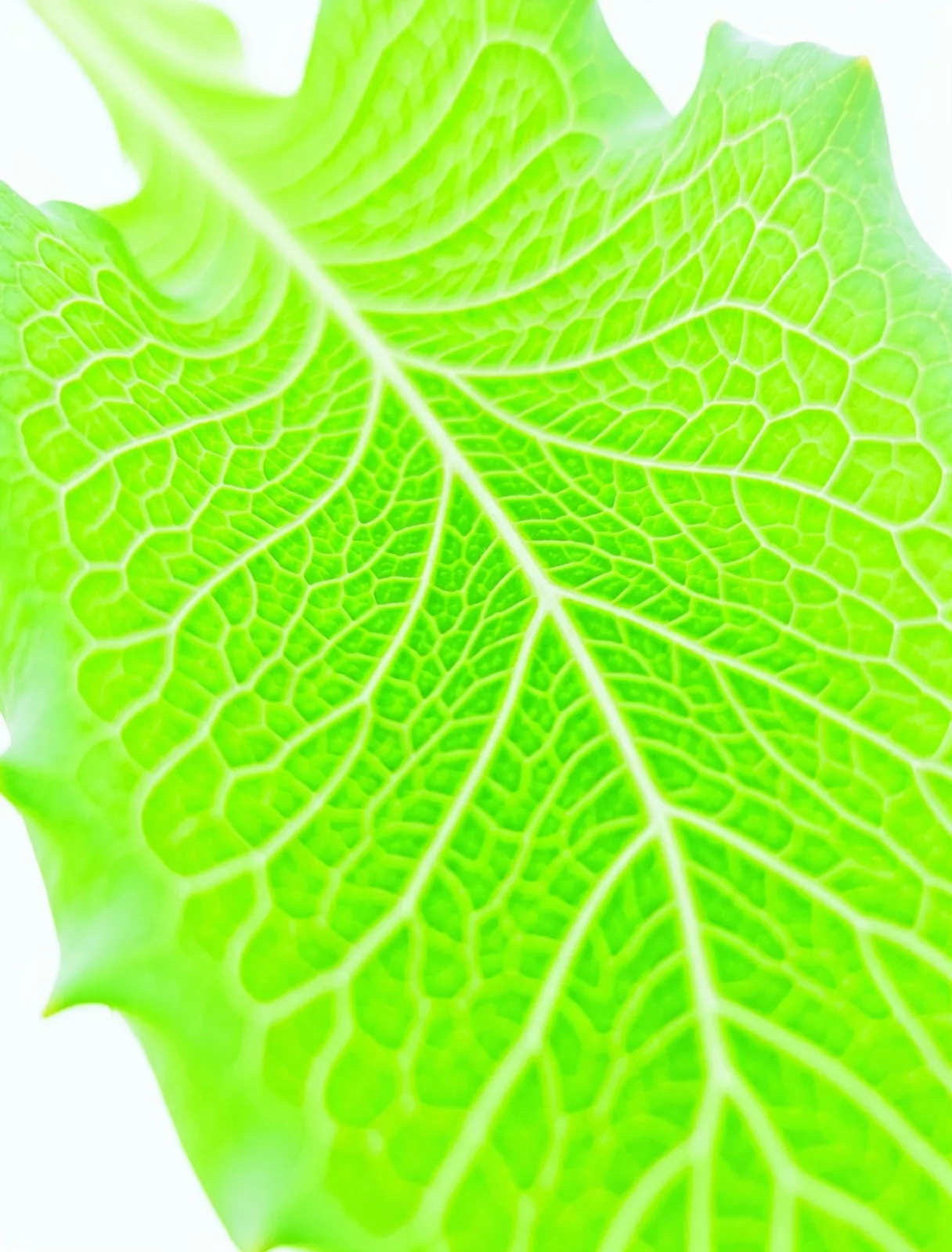 Macro botanical texture